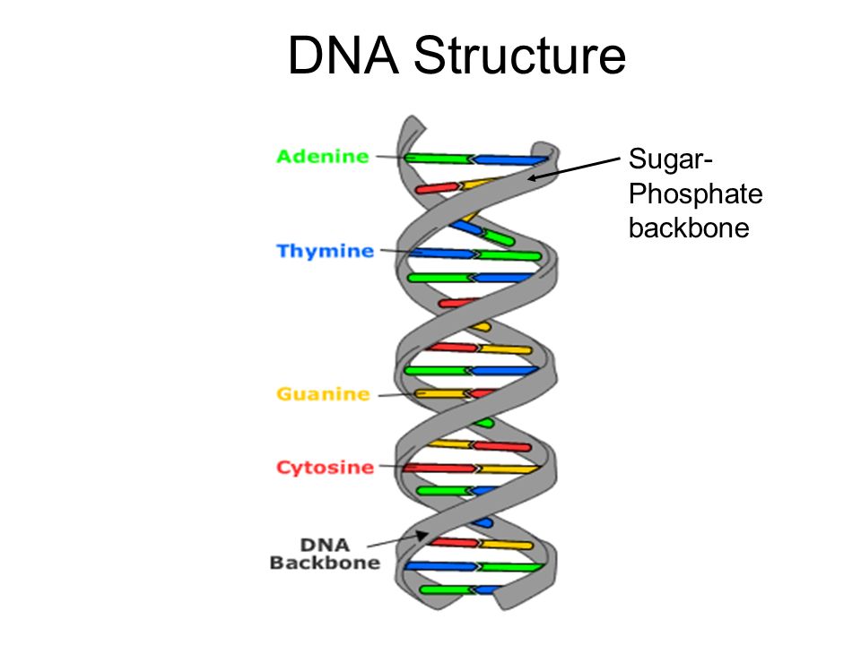 Composition and Structure of the Nucleic Acids: DNA & RNA